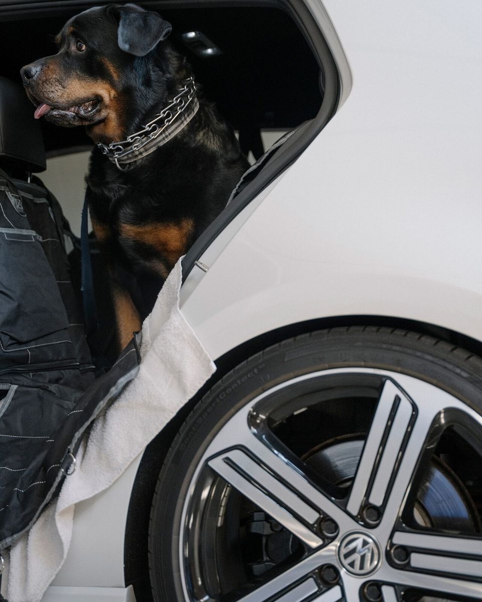 golf r & a rottweiler, image 4 of 6