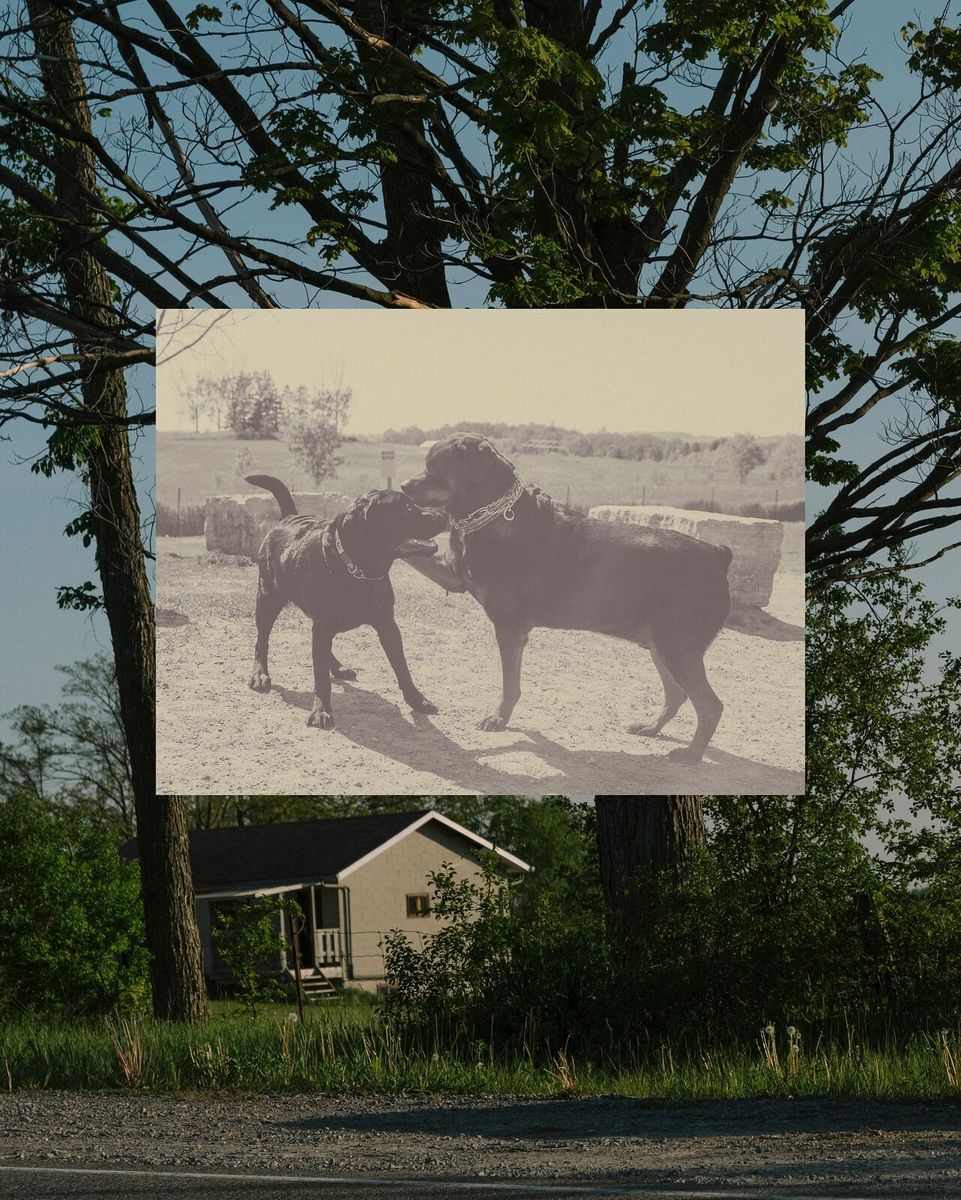 golf r & a rottweiler, image 5 of 6